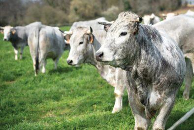 Diapositive 1 Ambition Pyrénées